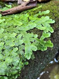 Attēlu rezultāti vaicājumam “Conocephalum”