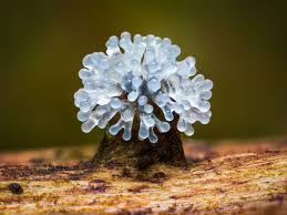 Attēlu rezultāti vaicājumam “Stemonitis flavogenita spores”