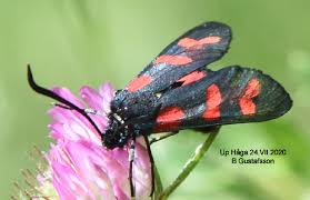 Attēlu rezultāti vaicājumam “Zygaena filipendulae exuvia”