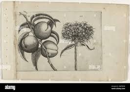 Attēlu rezultāti vaicājumam “Silene chalcedonica fruit”