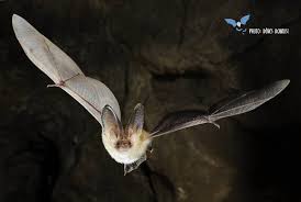 Attēlu rezultāti vaicājumam “Plecotus auritus”