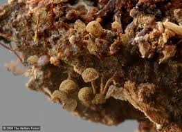 Attēlu rezultāti vaicājumam “Cribrariaceae”