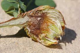 Attēlu rezultāti vaicājumam “Andricus foecundatrix”