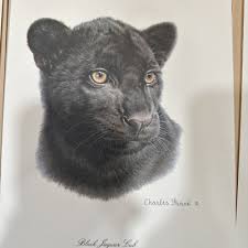 Image result for Black 1983 Jaguar