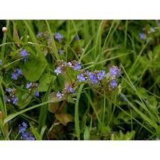 Attēlu rezultāti vaicājumam “Veronica beccabunga”