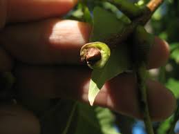 Attēlu rezultāti vaicājumam “Phellodendron amurense bud”