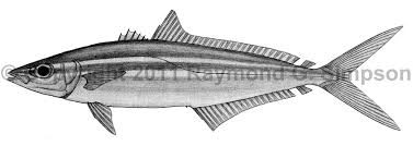 Image result for Elagatis bipinnulata