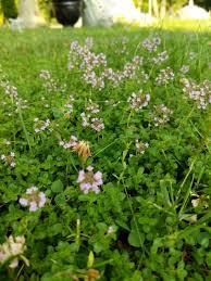 Attēlu rezultāti vaicājumam “Thymus pulegioides fruit”