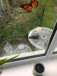 Image result for pheega