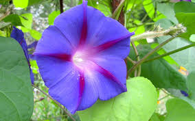 Image result for Prunkwinde