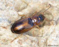 Attēlu rezultāti vaicājumam “Acupalpus flavicollis”