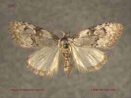 Attēlu rezultāti vaicājumam “Nolidae”