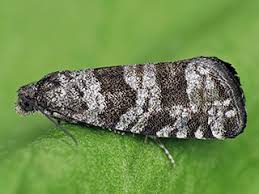 Attēlu rezultāti vaicājumam “Retinia resinella”