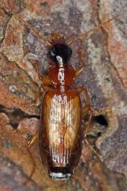 Attēlu rezultāti vaicājumam “Dromius quadrimaculatus”