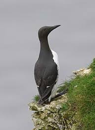 Image result for Uria aalge