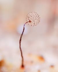 Attēlu rezultāti vaicājumam “Cribraria splendens macro”