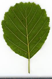 Attēlu rezultāti vaicājumam “Alnus glutinosa leaf”