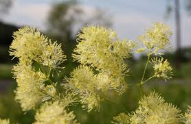 Attēlu rezultāti vaicājumam “Thalictrum lucidum”
