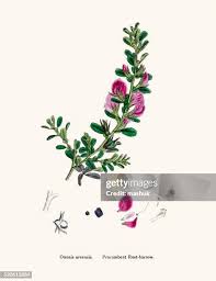 Attēlu rezultāti vaicājumam “Ononis arvensis”