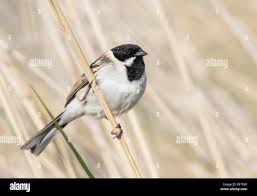 Image result for Emberiza pallasi