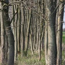 Attēlu rezultāti vaicājumam “Fraxinus excelsior”