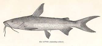 Image result for Ariopsis felis