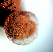 Attēlu rezultāti vaicājumam “Cribraria atrofusca stalked”