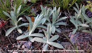 Attēlu rezultāti vaicājumam “Anaphalis margaritacea leaf”