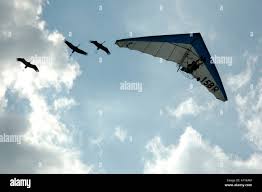 Image result for Dinas Microlight Club