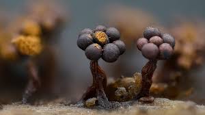 Attēlu rezultāti vaicājumam “Metatrichia floriformis stalked”