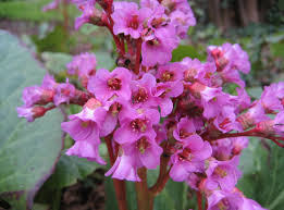 Attēlu rezultāti vaicājumam “Bergenia crassifolia flower”