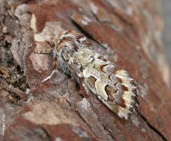 Attēlu rezultāti vaicājumam “Panolis flammea”