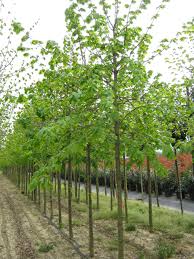 Attēlu rezultāti vaicājumam “Tilia platyphyllos subsp. cordifolia”