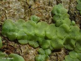 Attēlu rezultāti vaicājumam “Radula complanata”