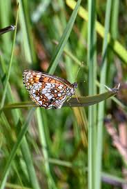 Attēlu rezultāti vaicājumam “Melitaea diamina underside”