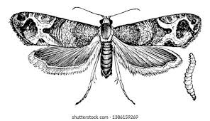 Attēlu rezultāti vaicājumam “Tortricidae”