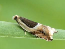 Attēlu rezultāti vaicājumam “Ancylis badiana”