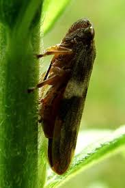 Attēlu rezultāti vaicājumam “Aphrophora alni”