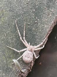 Attēlu rezultāti vaicājumam “Philodromidae”