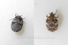 Attēlu rezultāti vaicājumam “Anthrenus verbasci”