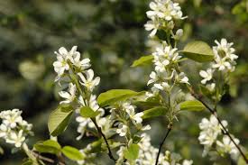 Attēlu rezultāti vaicājumam “Amelanchier spicata flower”