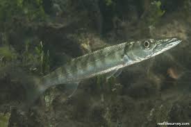 Image result for Sphyraena barracuda