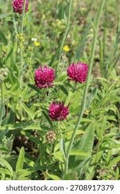Attēlu rezultāti vaicājumam “Trifolium alpestre flower”