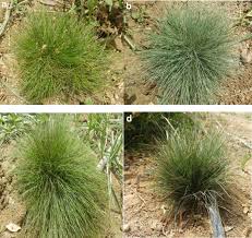 Attēlu rezultāti vaicājumam “Festuca polesica”