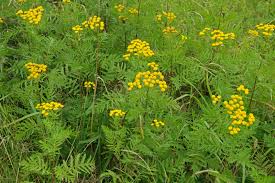 Image result for Tanacetum vulgare