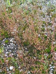 Attēlu rezultāti vaicājumam “Saxifraga tridactylites flower”