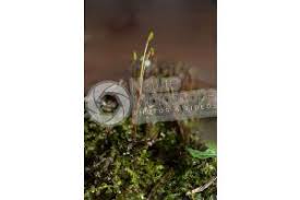 Attēlu rezultāti vaicājumam “Plagiomnium undulatum sporophyte”