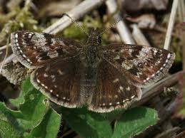 Attēlu rezultāti vaicājumam “Araneus angulatus”