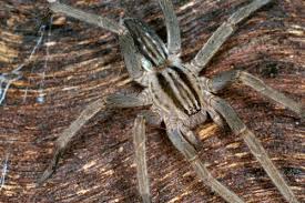 Attēlu rezultāti vaicājumam “Miturgidae”