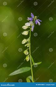 Attēlu rezultāti vaicājumam “Polygala amarella flower”